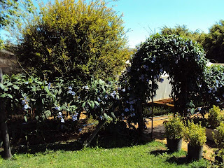 Arco