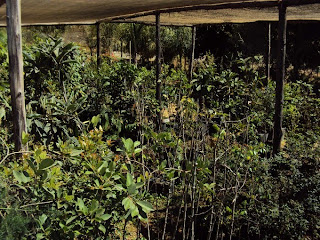 Estufa de baixo